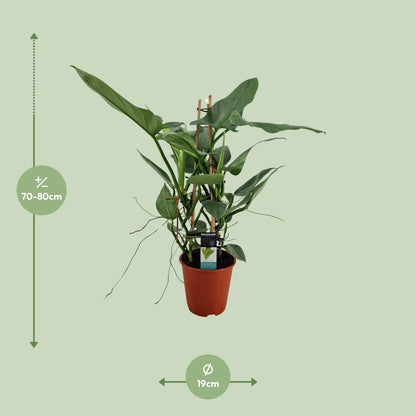 Philodendron Grey - Ø19cm - ↕75cm - Pflanzfix24