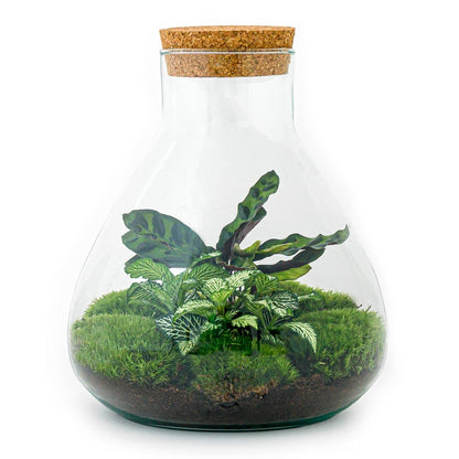 DIY Terrarium - Sammie - ↕ 27 cm - Pflanzfix24.de - Pflanzfix24.de