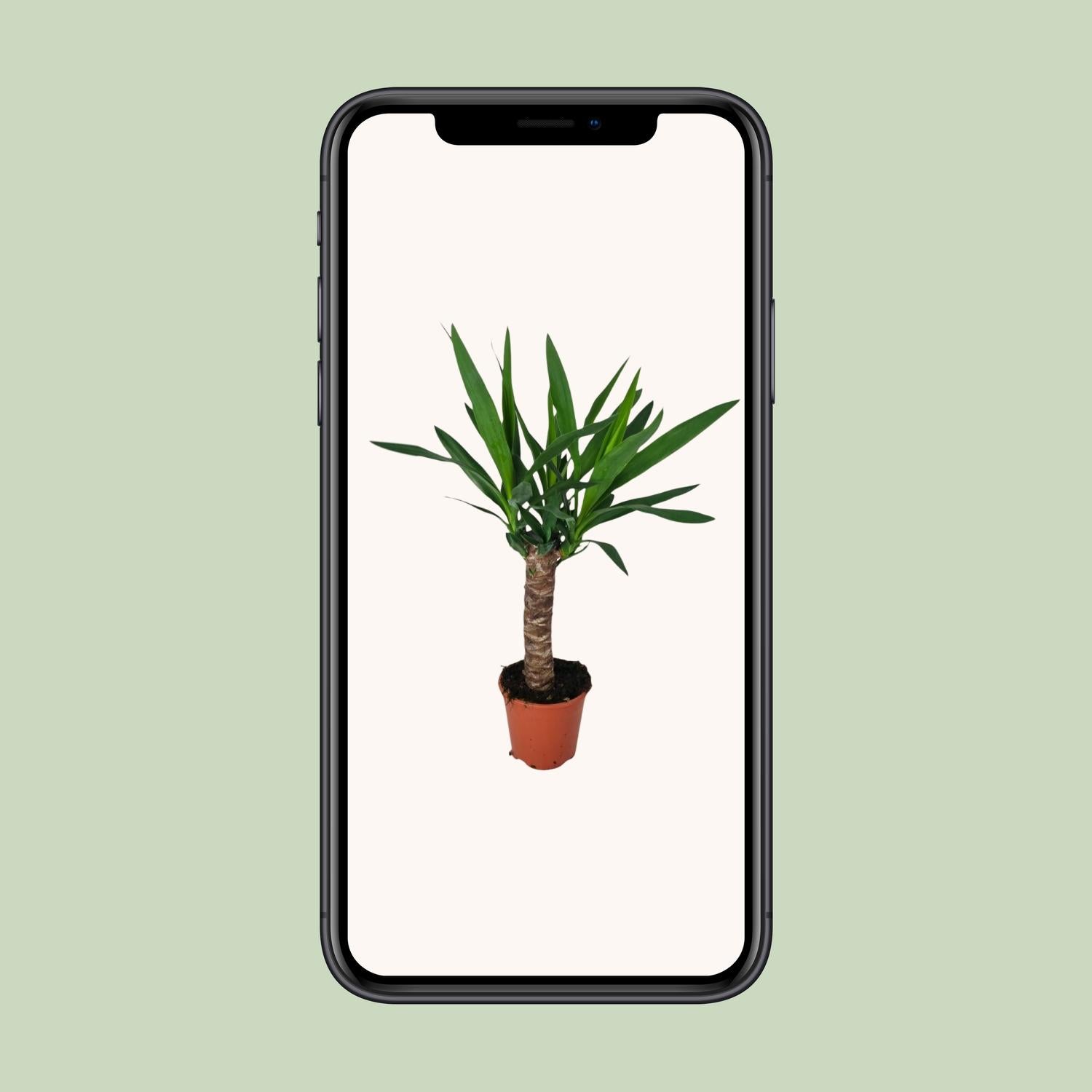 Yucca Pflanze Ø14cm – 60cm hoch | Pflanzfix24.de - Pflanzfix24.de