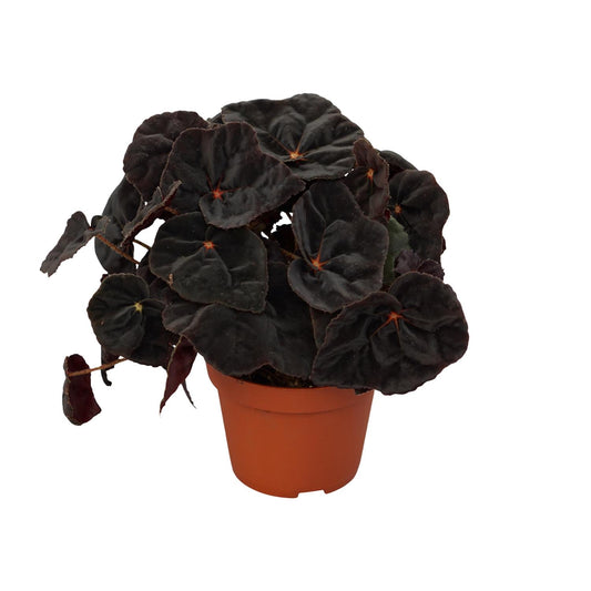 Begonia Rex Conga 12cm - Ø12cm - ↕25cm - Pflanzfix24