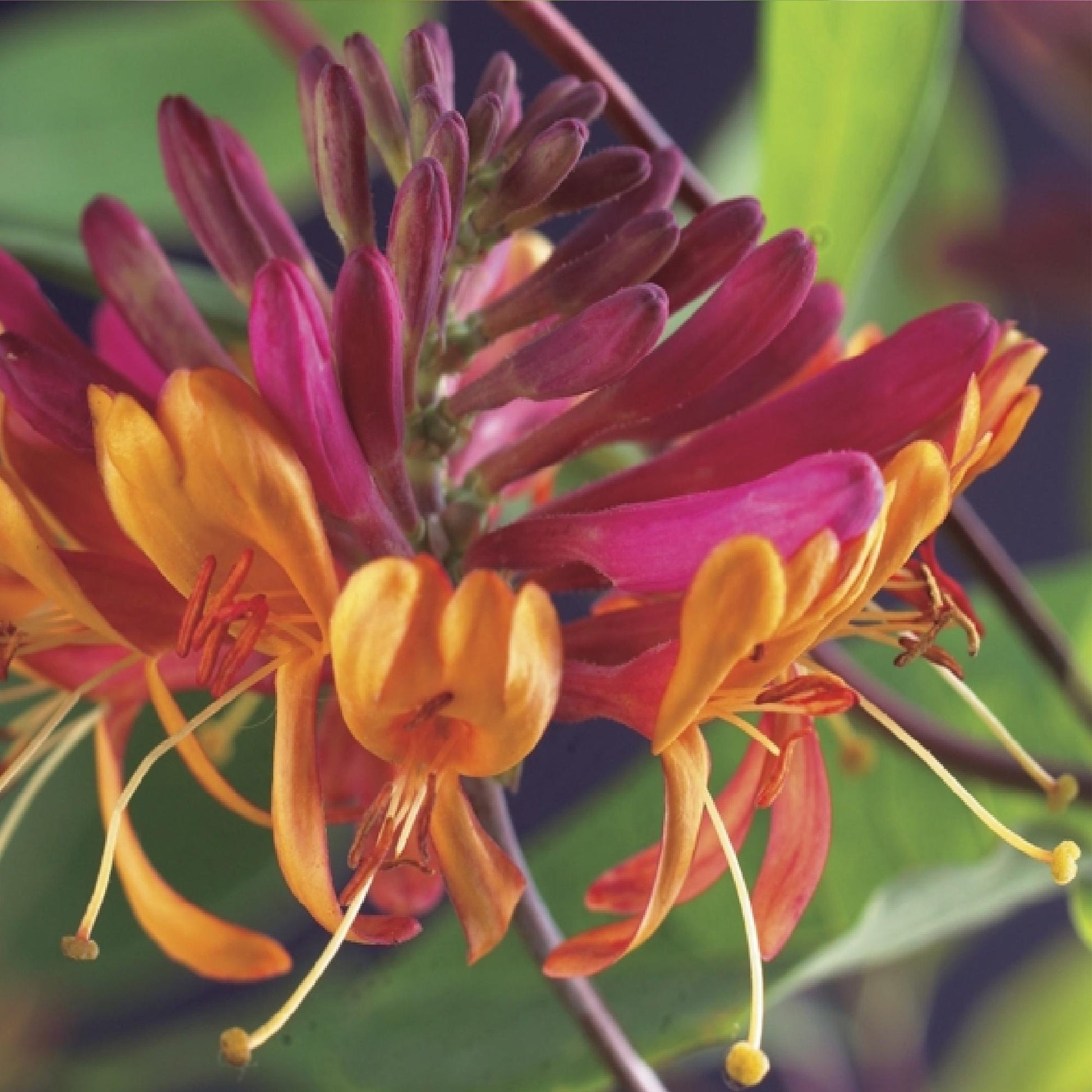 GreenboutiQ - Kletterpflanzen Rainbow - Clematis montana Rubens Hedera helix lonicera Goldflame Campsis madame Galen - Ganzjährig Farbe - 4 Pflanzen - Topf 11cm Höhe 40cm - Pflanzfix24.de