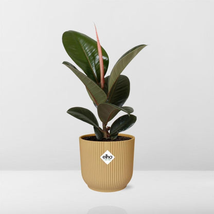 Ficus Elastica 'Robusta' 14cm in ELHO Vibes Fold geel - pflanzfix24