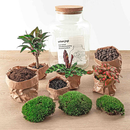 DIY Terrarium - Milky Palm - ↕ 30 cm - Pflanzfix24.de - Pflanzfix24.de