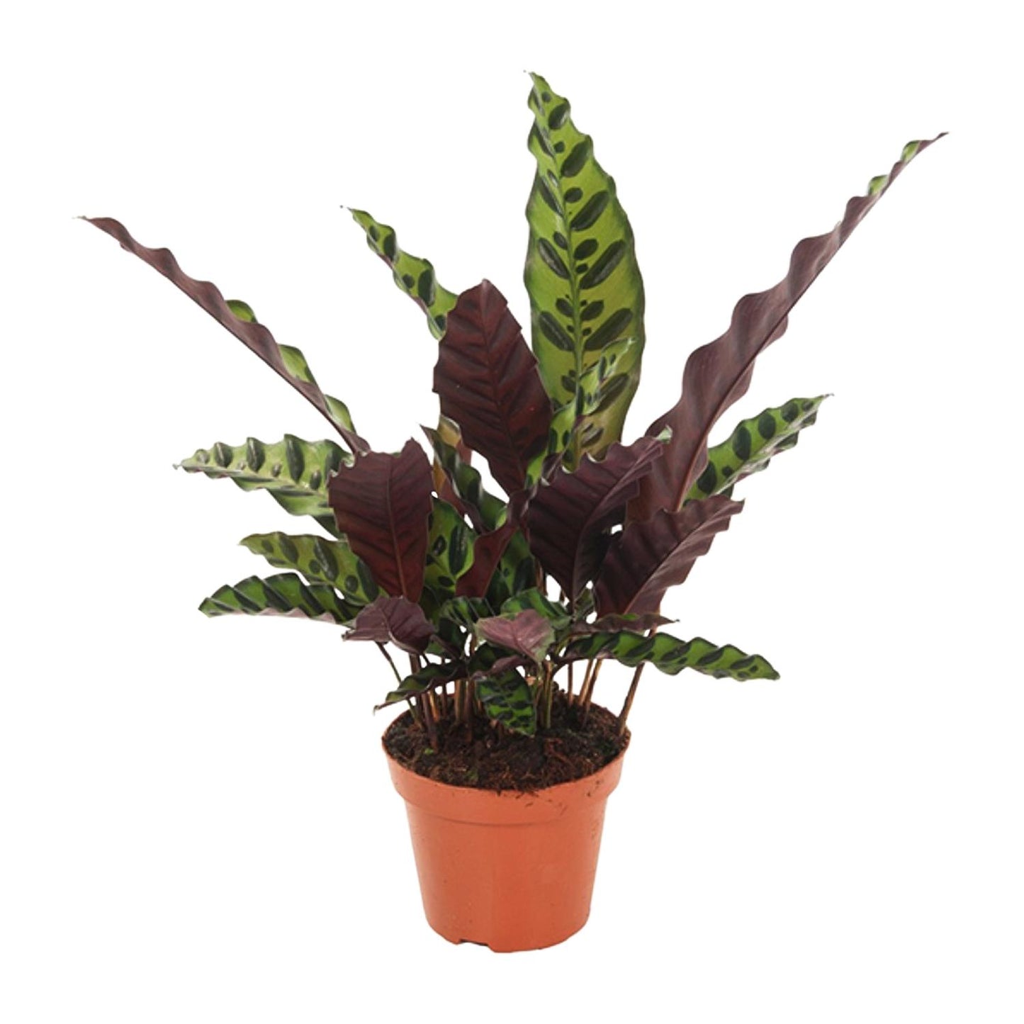 Calathea Insignis - Ø12cm - pflanzfix24