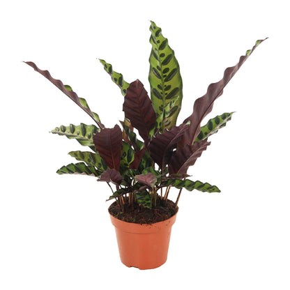 Calathea Insignis - Ø12cm - pflanzfix24