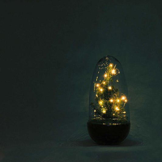 Flaschengarten - Egg Christmas - ↕ 25 cm - Pflanzfix24