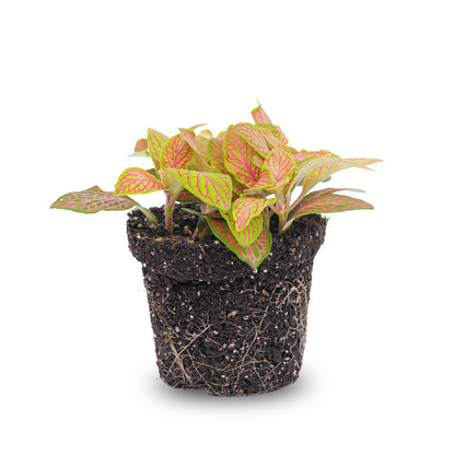 Fittonia Oranje - Roze - Ruby Lime - Mozaiekplantje - Potmaat 8 | Pflanzfix24.de - Pflanzfix24.de