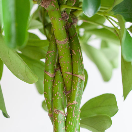 Schefflera Nora mit Korb Lissabon – 70 cm – Pflanzfix24.de - Pflanzfix24.de
