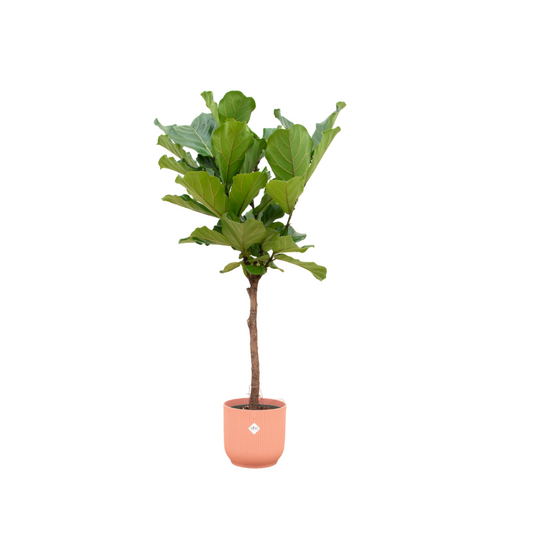 Ficus Lyrata stam inclusief elho Vibes Fold Round roze - 150 cm - Ø30 - Pflanzfix24