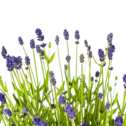 2x Lavandula angustifolia Ø19cm - ↕40 - 50cm - Pflanzfix24.de - Pflanzfix24.de