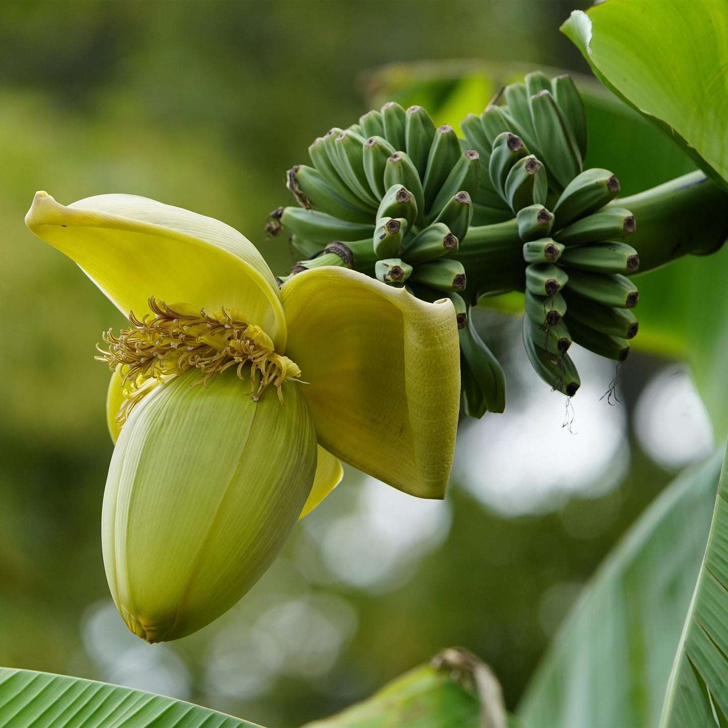 pflanzfix24 - Musa Basjoo - Winterharte Gartenbanane - 6 Pflanzen - Topf 17cm