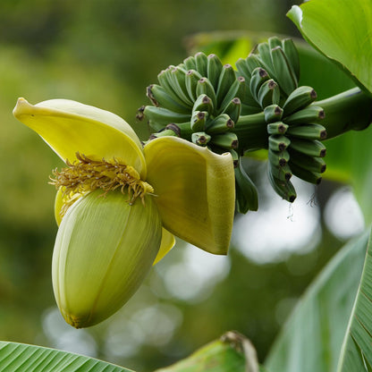 pflanzfix24 - Musa Basjoo - Winterharte Gartenbanane - 6 Pflanzen - Topf 17cm