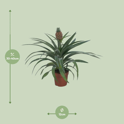 Ananas Mi Amigo - Ø12cm - ↕40cm - Pflanzfix24