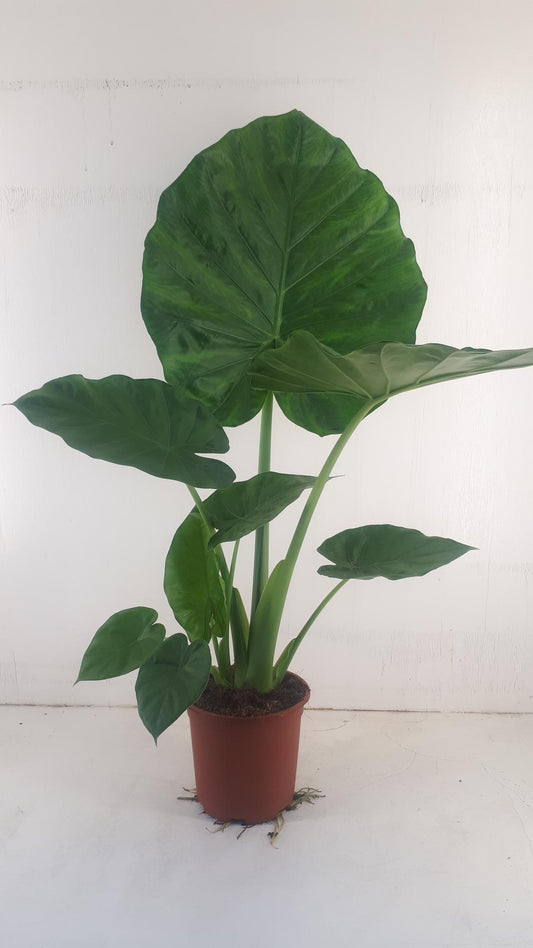 Alocasia Macrorrhiza - Ø19cm - ↕90cm bei Pflanzfix24