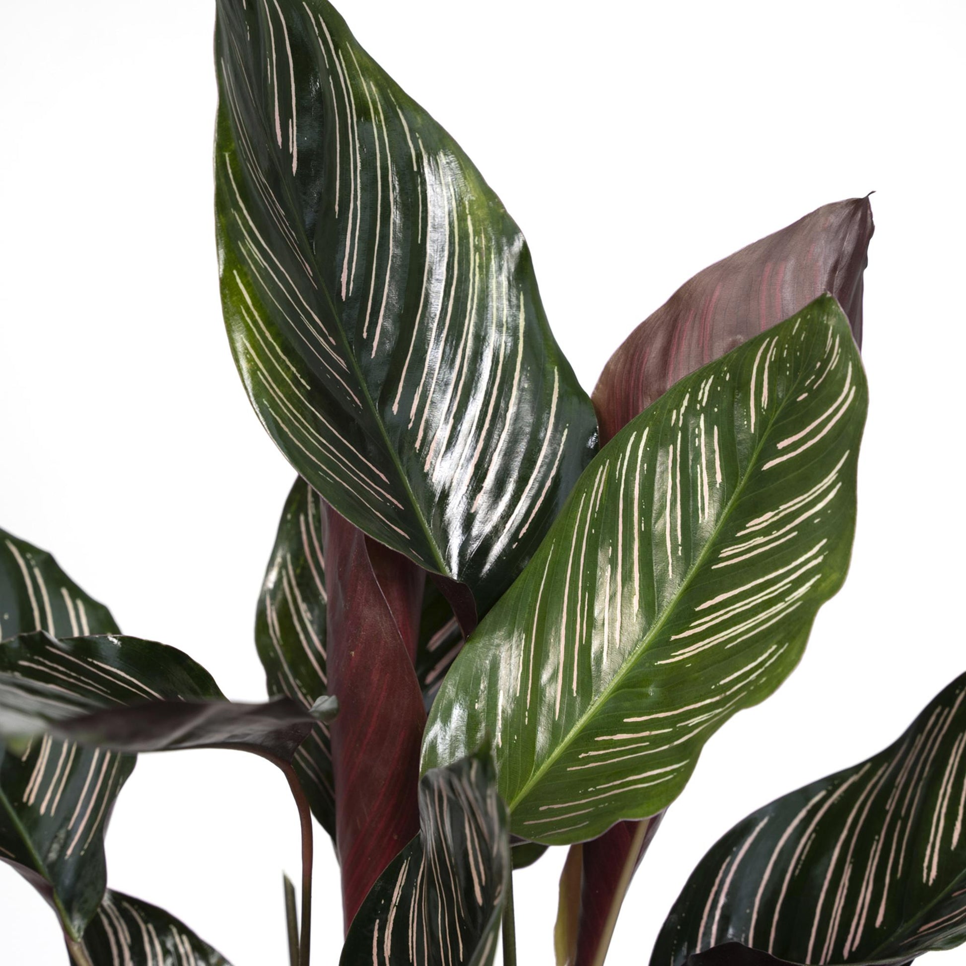 Calathea Ornata - Pflanzfix24.de - Pflanzfix24.de