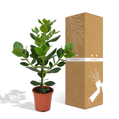 Clusia Rosea Princess - Ø17cm - ↕60cm bei Pflanzfix24.de - Pflanzfix24.de