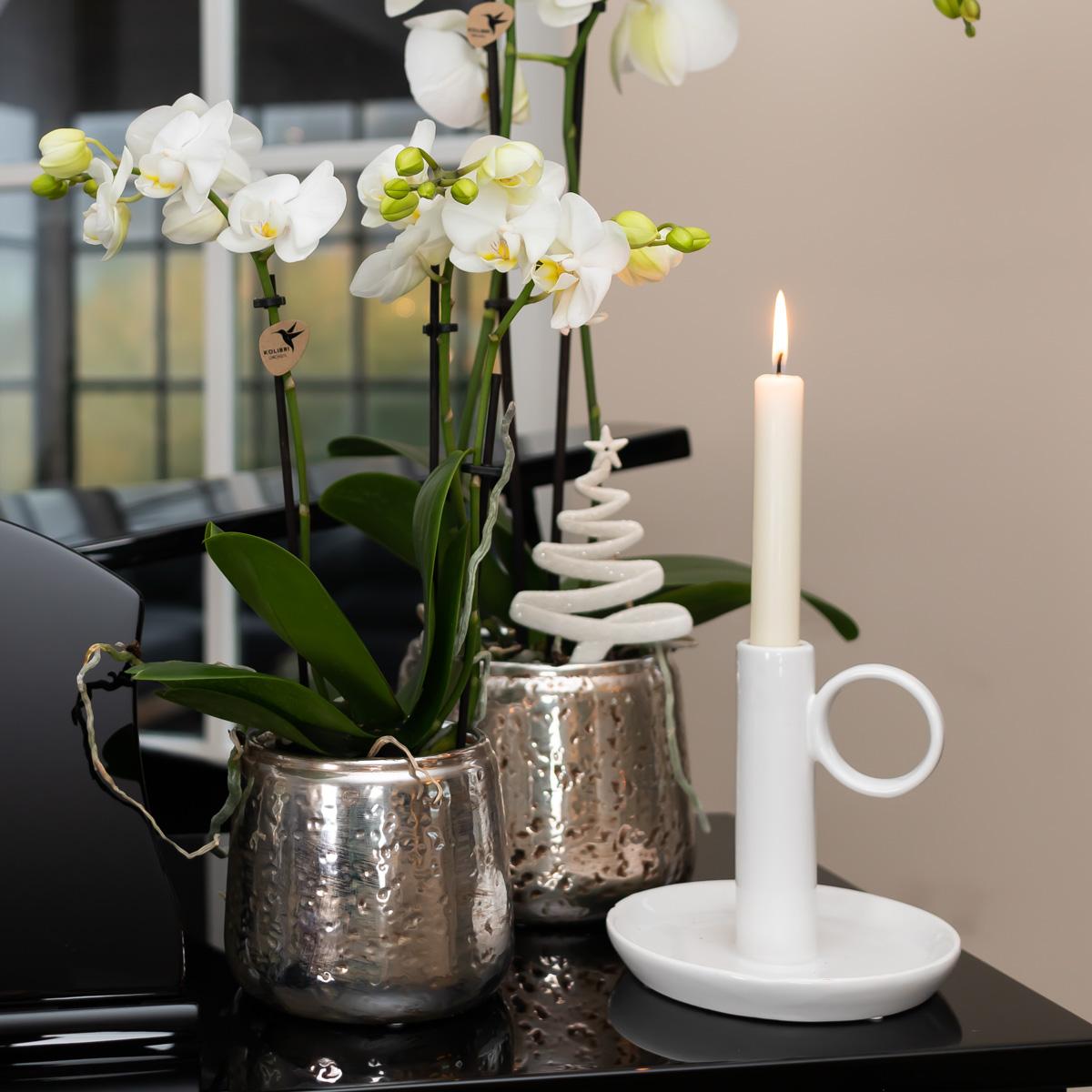 Orchidee Amabilis Ø9cm Silbertopf 40cm – Pflanzfix24.de - Pflanzfix24.de