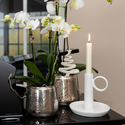 Orchidee Amabilis Ø9cm Silbertopf 40cm – Pflanzfix24.de - Pflanzfix24.de