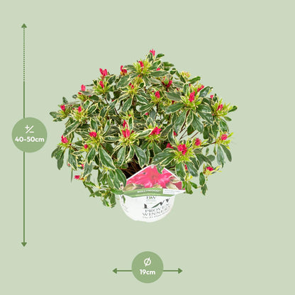 Rhododendron 'Bollywood' - Ø19cm - ↕30cm - Pflanzfix24