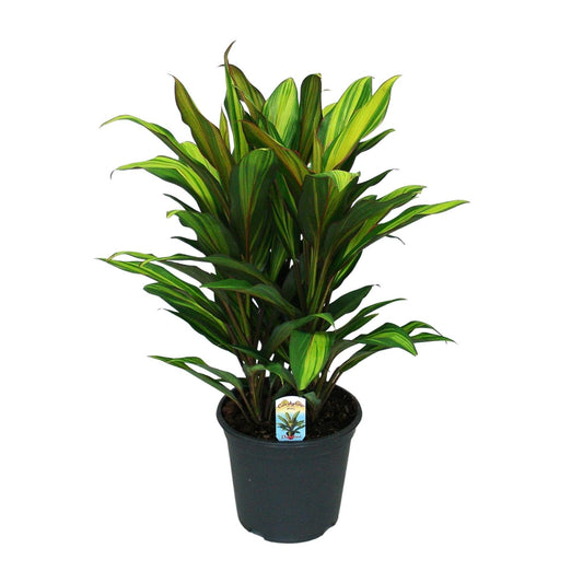 Cordyline Fruticosa Kiwi - Ø19cm - ↕55cm - Pflanzfix24