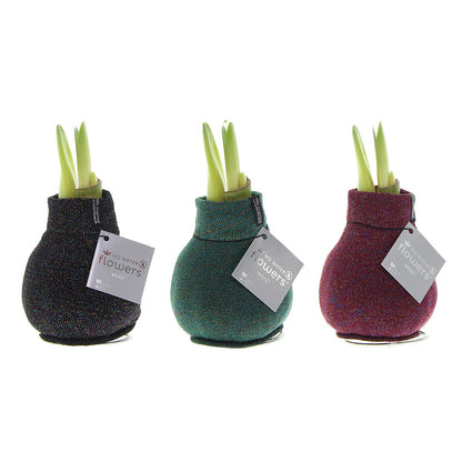No Water Flowers® (wax amaryllis) | Fashionz Patternz Shine Mix (3 pack) + Red flower - Pflanzfix24