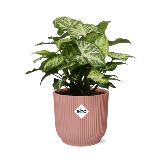Syngonium Arrow in ELHO Vibes Fold 14cm roze - Pflanzfix24