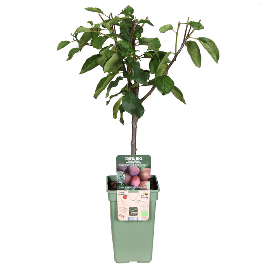 Prunus Domestica Reine Victoria Pflaume - Ø19cm - ↕70cm - Pflanzfix24