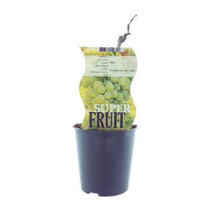 Vitis Vroege Van Der Laan (Weiße Traube) - Ø12cm - ↕30cm - Pflanzfix24