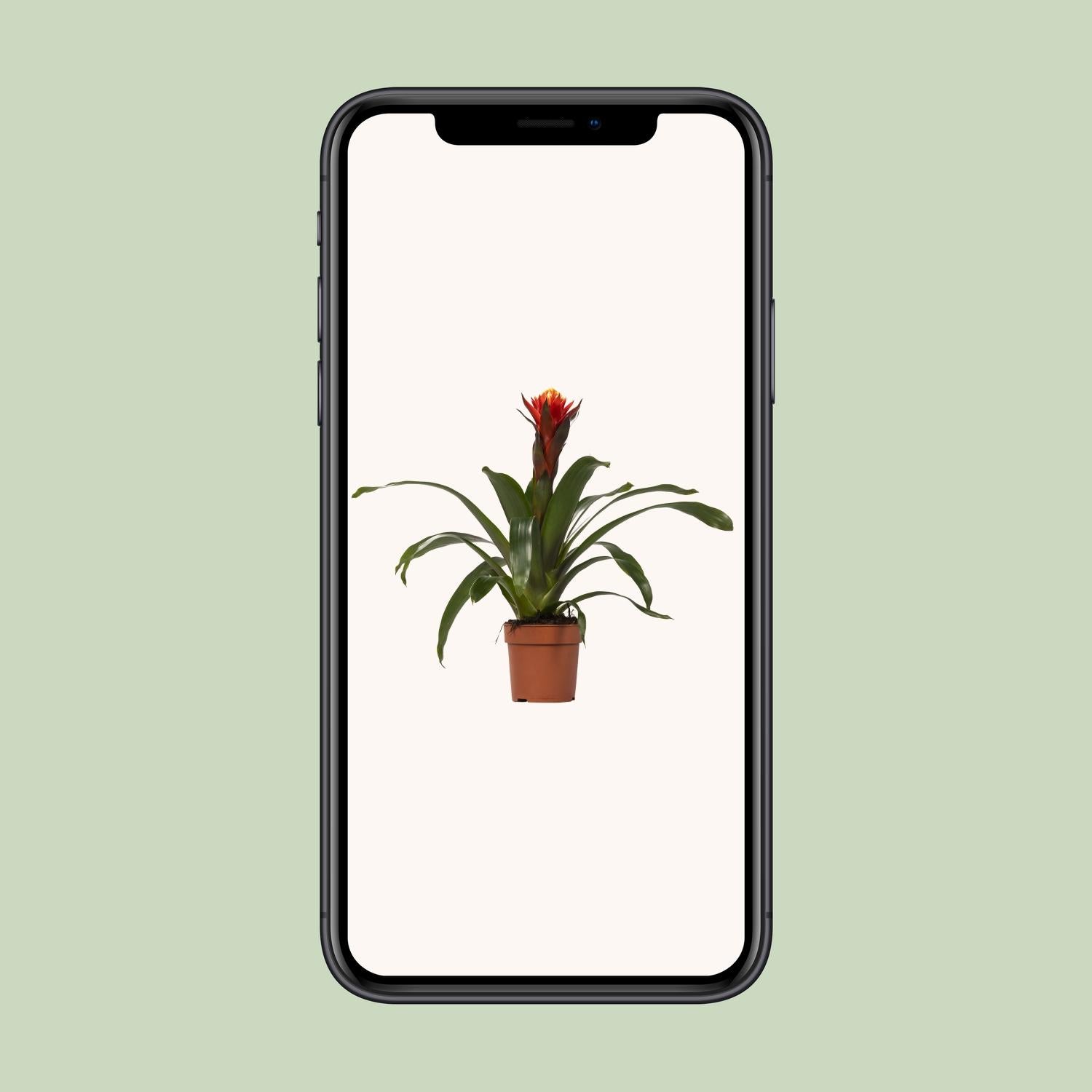 Guzmania Happiness - Ø12 ↕45 - Pflanzfix24.de - Pflanzfix24.de