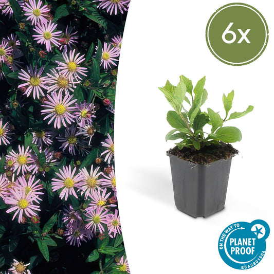 6x Aster ageratoides 'Asran' - ↕10-25cm - Ø9cm - Pflanzfix24.de - Pflanzfix24.de