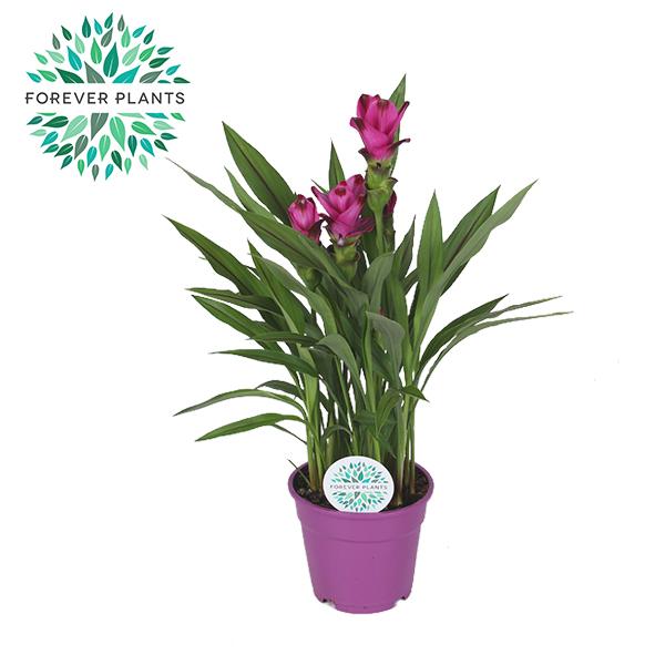 Curcuma Siam Splash - Ø17cm - ↕60cm bei Pflanzfix24