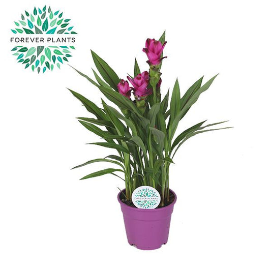 Curcuma Siam Splash - Ø17cm - ↕60cm bei Pflanzfix24