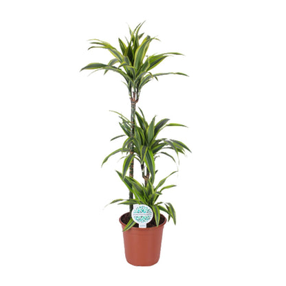 Dracaena Lemon Lime - Ø24cm - ↕120cm - Pflanzfix24