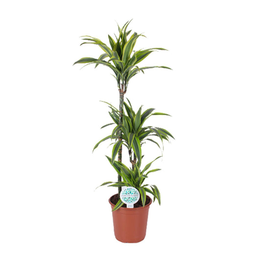 Dracaena Lemon Lime - Ø24cm - ↕120cm - Pflanzfix24