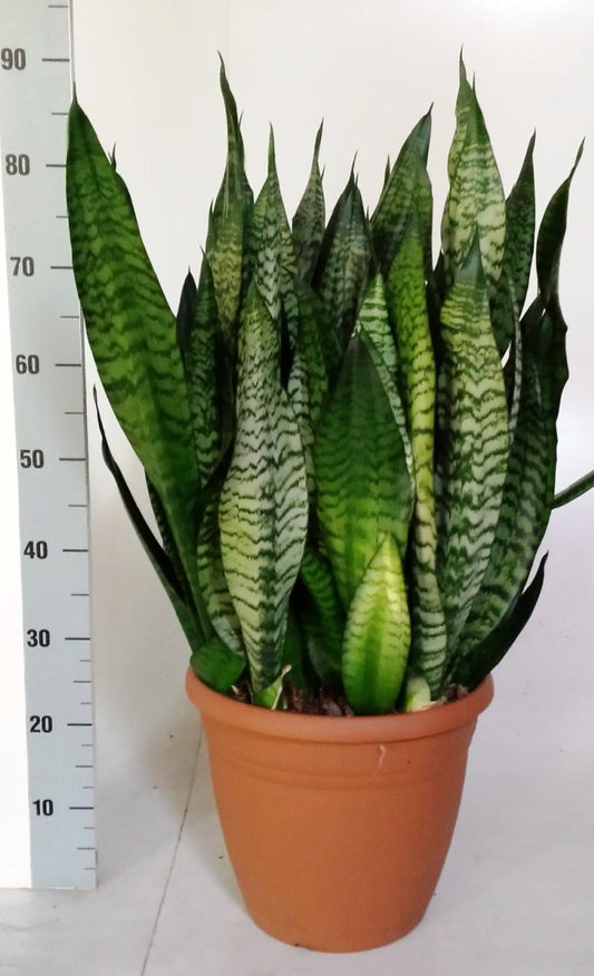 Sanseveria Black-Coral 31cm - Pflanzfix24
