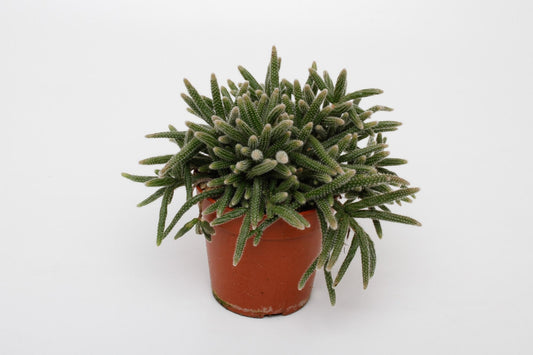 Rhipsalis Baccifera Horrida - Ø12cm - ↕15cm bei Pflanzfix24