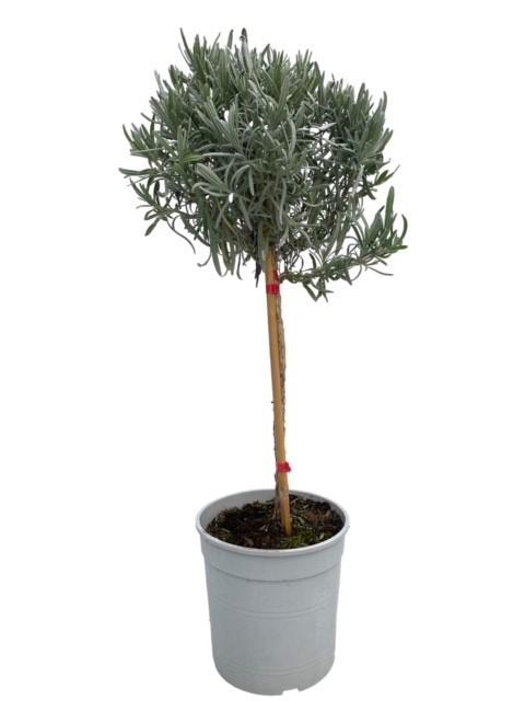 Lavandula Angustifolia 'op Stam' - Ø18cm - ↕80cm - Pflanzfix24
