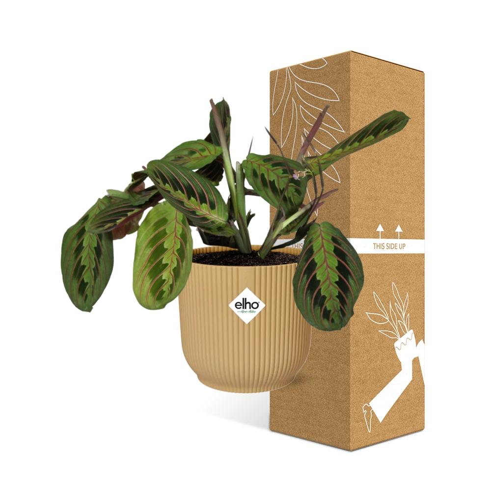 Maranta Leuconeura ‘Fascinator’ Tricolor 14cm ELHO Vibes Fold Gelb | Pflanzfix24