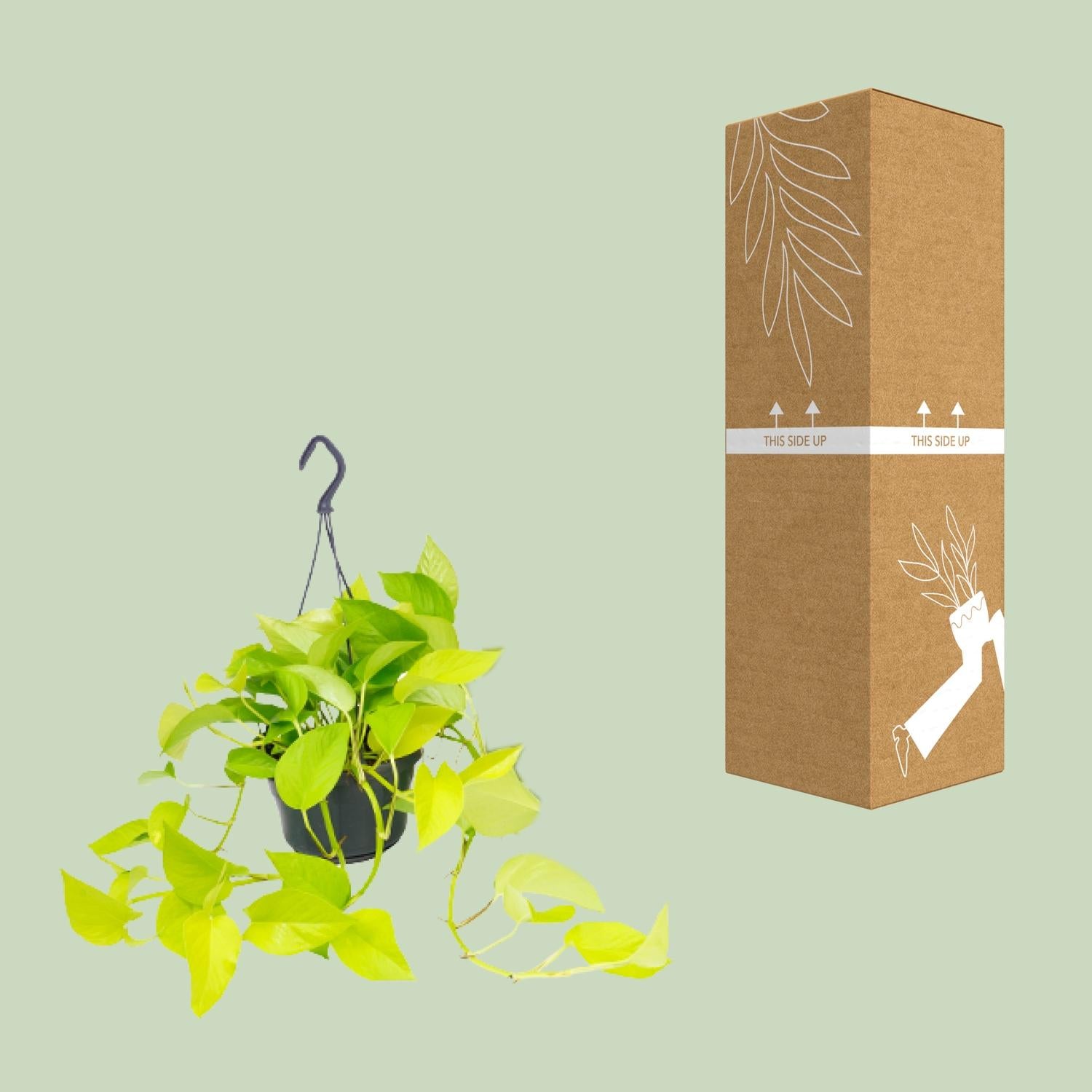 Epipremnum Golden Pothos - Scindapsus - Ø15 - ↕25cm - Pflanzfix24.de - Pflanzfix24.de
