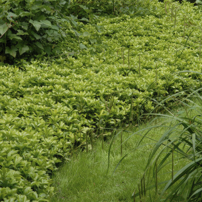 12x Pachysandra 'Green Carpet' – immergrüner Bodendecker | Pflanzfix24.de - Pflanzfix24.de
