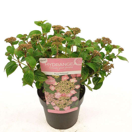 Hydrangea serr. 'Pink Petticoat' - pflanzfix24