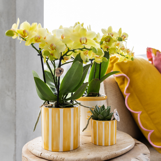 Painted Stripe Ziertopf Ø9cm Gelb – Kolibri Home | Pflanzfix24.de - Pflanzfix24.de