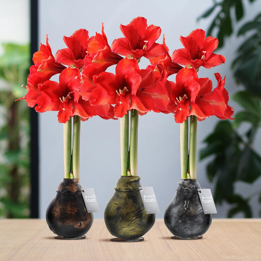 No Water Flowers® Waxz® Antiquez Mix (3 pack) + Red flower - Pflanzfix24