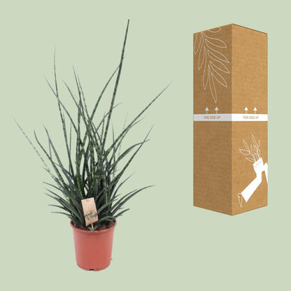 Sansevieria Fernwood Punk - Ø17cm - ↕65cm - Pflanzfix24