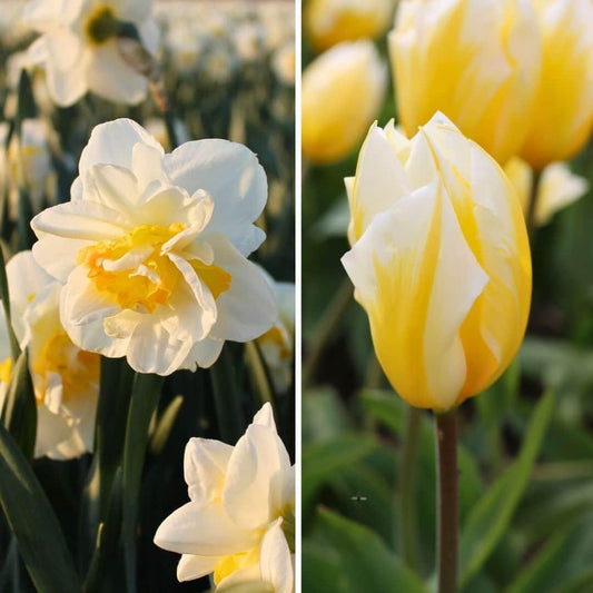Flowerbulbs Amsterdam - Jacques Darlings - 25 Blumenzwiebeln - Größe 12+ - Pflanzfix24