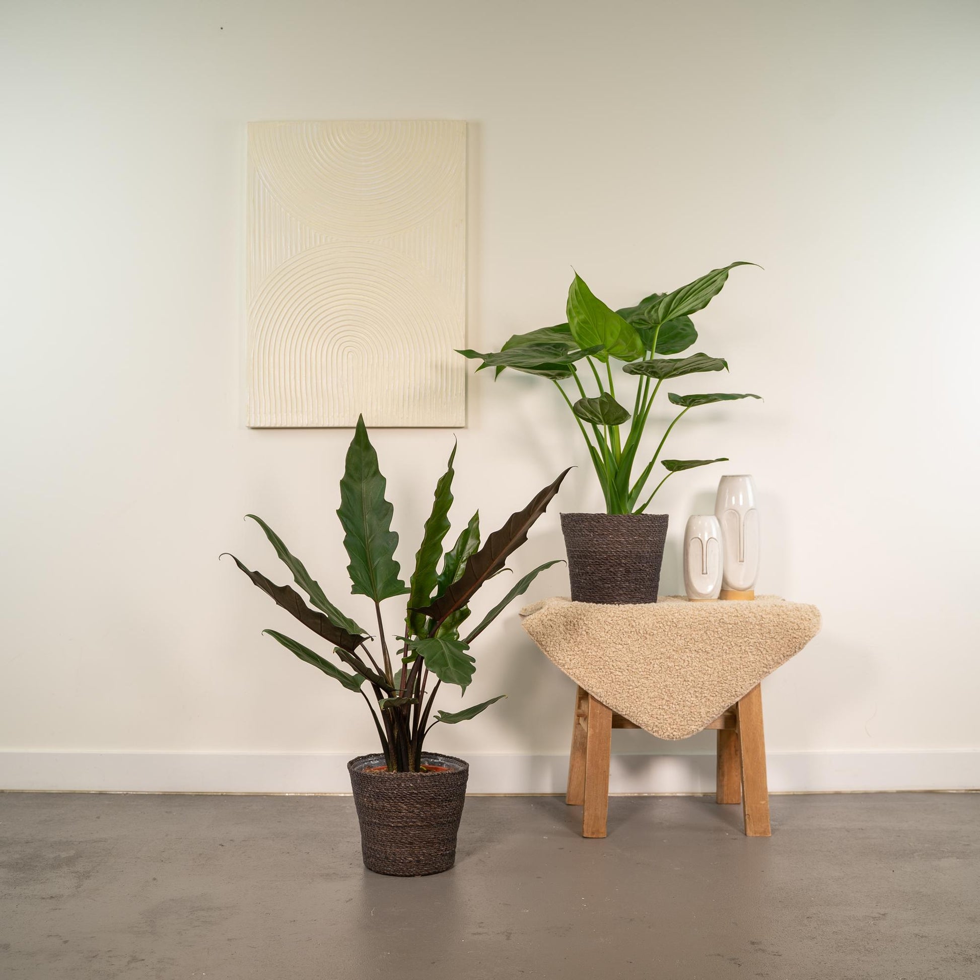 Alocasia Cucullata & Lauterbachiana Set - Ø19cm - ↕60-75cm - Pflanzfix24.de - Pflanzfix24.de