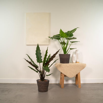 Alocasia Cucullata & Lauterbachiana Set - Ø19cm - ↕60-75cm - Pflanzfix24.de - Pflanzfix24.de