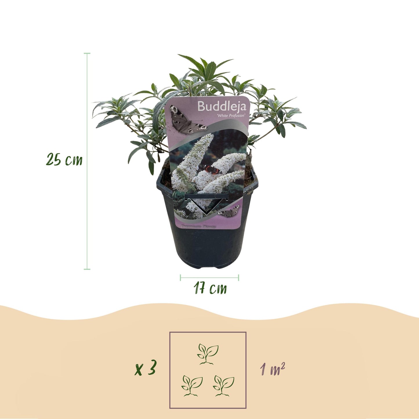 Pflanzfix24.de - Schmetterlingsstrauch - Buddleja Davidii White Profusion - Blüte Weiß - 1 Pflanze - Topf 17cm - Pflanzfix24.de