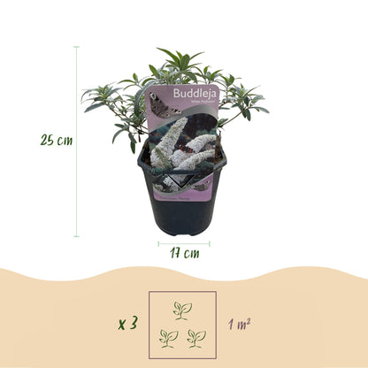 Pflanzfix24.de - Schmetterlingsstrauch - Buddleja Davidii White Profusion - Blüte Weiß - 1 Pflanze - Topf 17cm - Pflanzfix24.de