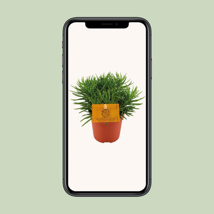 Senecio Himalaya - Ø11cm - ↕15cm von Pflanzfix24